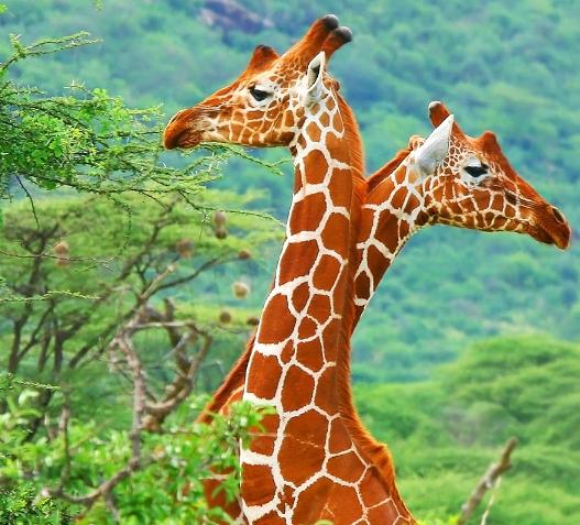 Загадки про жирафа