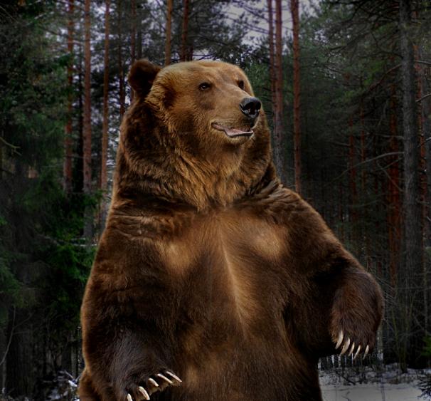 Загадки про медведя