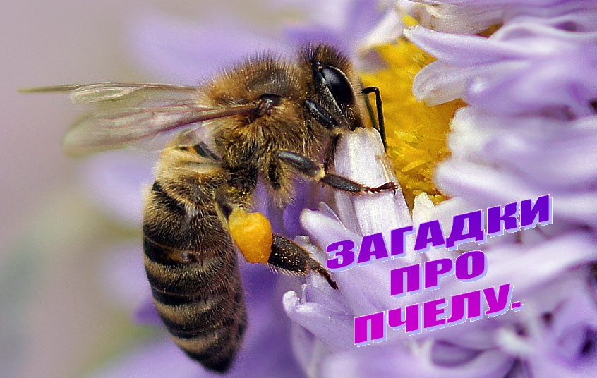 Загадки про пчелу